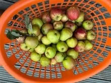 Photo of free Apples (fallers) (Caldecott OX14) #1