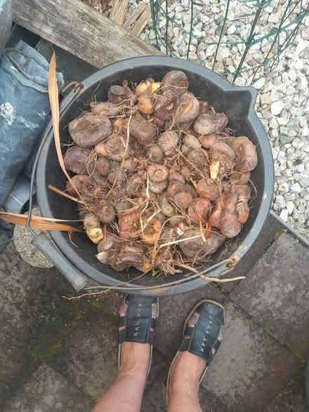 Photo of free Bulbs -species crocosmia (St Austell) #2