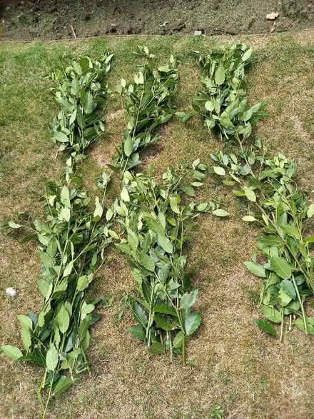 Photo of free Bay Leaves (TN24) #1