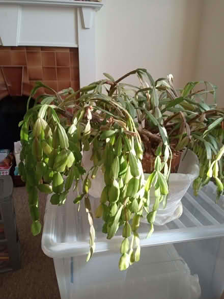 Photo of free save Percy (Monkwick CO2) #1