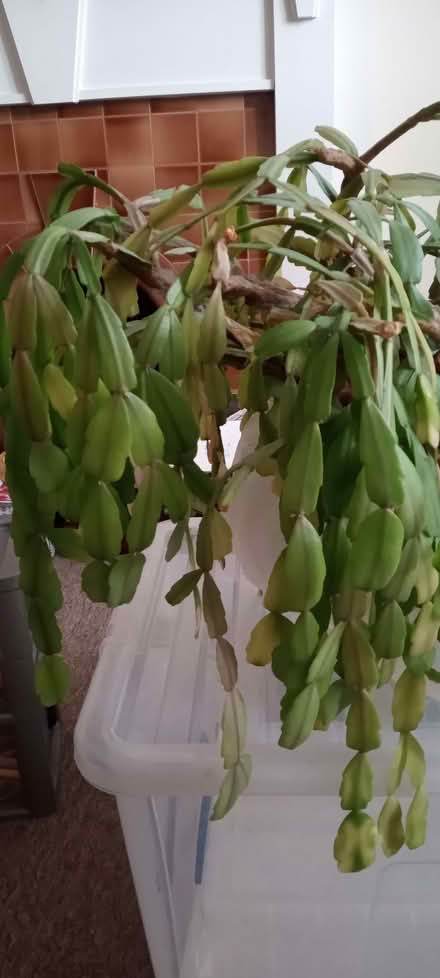 Photo of free save Percy (Monkwick CO2) #4