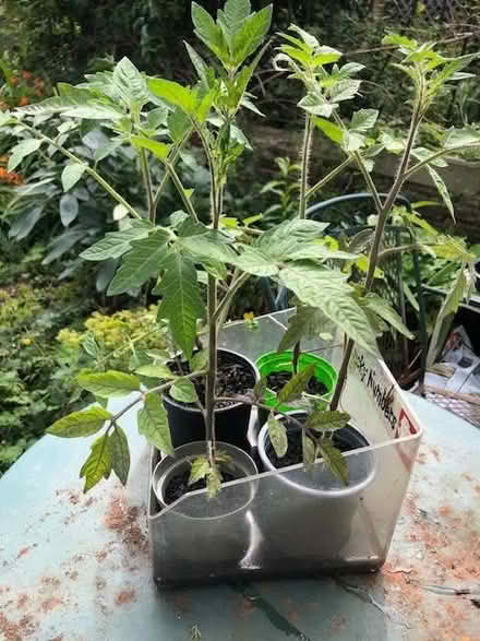 Photo of free 4 tomato plants and one lemon balm (Heaton BD9) #1