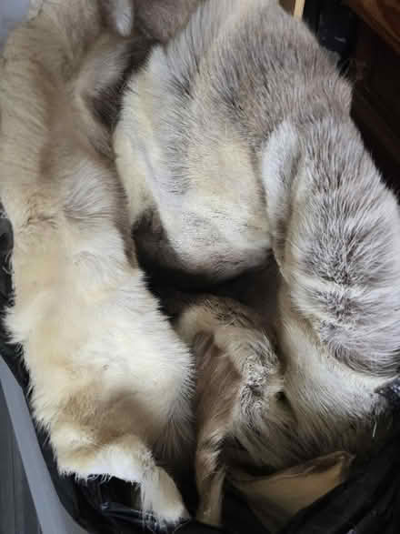 Photo of free Reindeer fur (SY7) #1