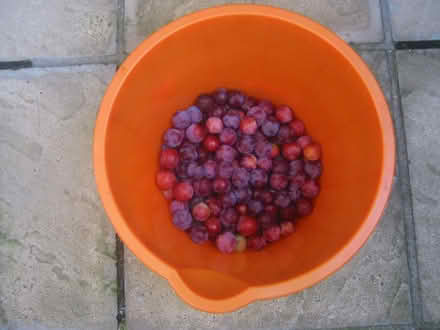 Photo of free Plums Eating Cooking 3 kg (Frinton/Walton CO13) #1