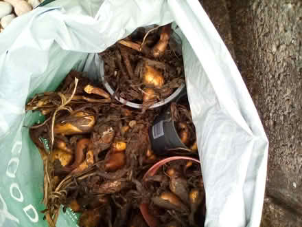 Photo of free Plants (Riverside FK8) #2