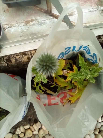 Photo of free Plants (Riverside FK8) #3