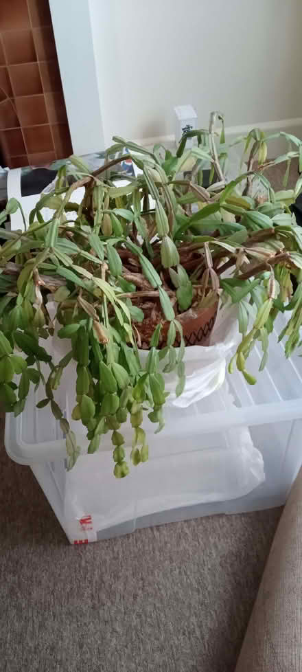 Photo of free save Percy (Monkwick CO2) #3