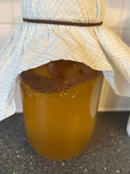 Photo of free Kombucha scoby (Long Hanborough OX29) #1