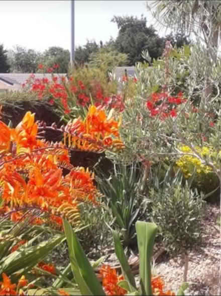 Photo of free Bulbs -species crocosmia (St Austell) #1