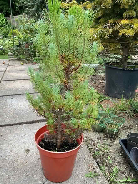 Photo of free Pine type Tree (Leeds LS14) #1