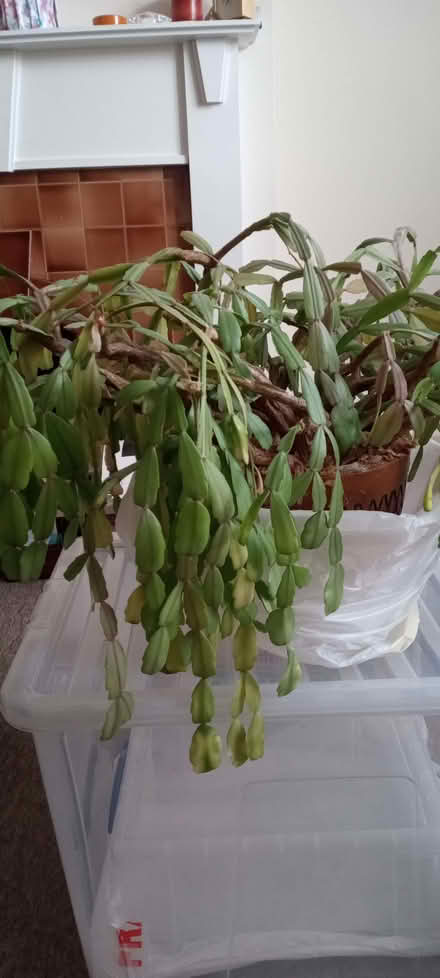 Photo of free save Percy (Monkwick CO2) #2