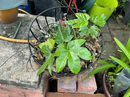 Photo of free Fatsia Japonica (Liverpool 13 /Stoneycroft) #1