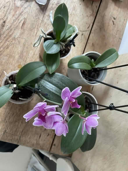 Photo of free 4 mini orchids (W9 Maida Vale) #1