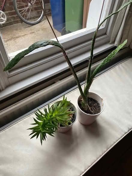 Photo of free Plants (Iffley OX4) #2