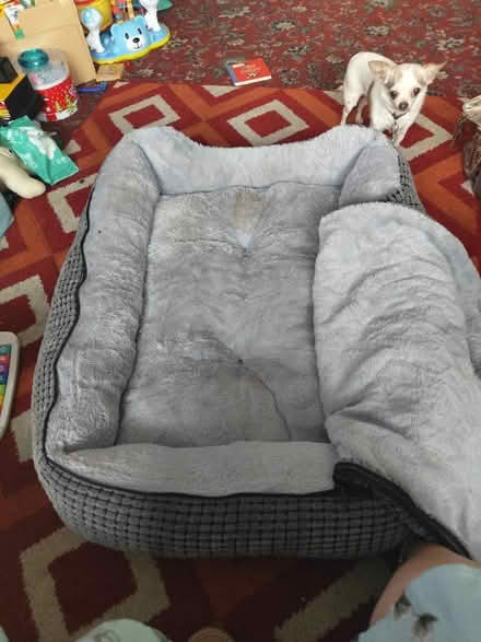 Photo of free Big dog bed (Kidlington OX5) #2