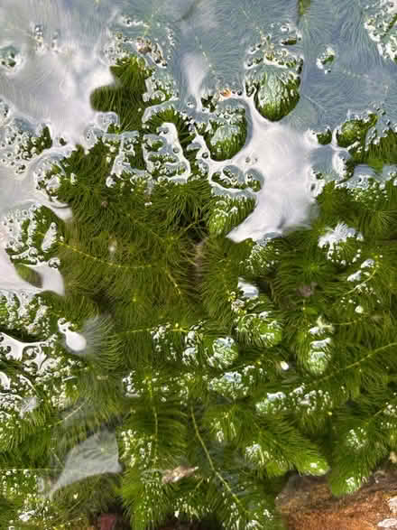 Photo of free Oxygenating pond plants (Longton) #2