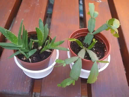 Photo of free Small indoor plants (Stretford M32) #1
