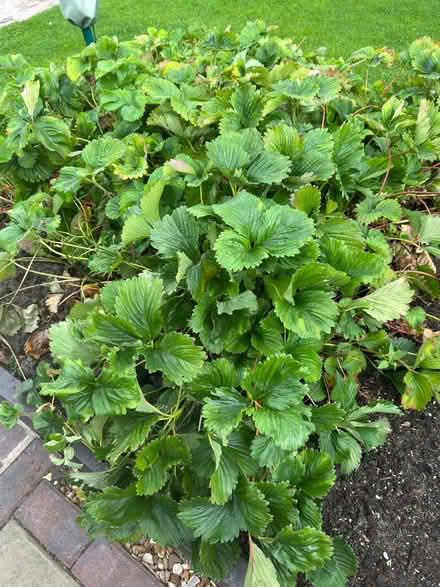 Photo of free Strawberry plants (Clayton Green PR6) #1