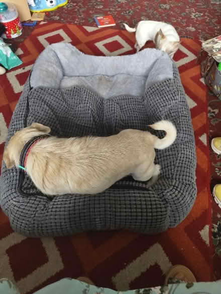Photo of free Big dog bed (Kidlington OX5) #1