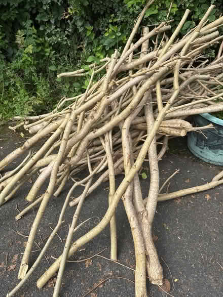 Photo of free Wood from lilacs (Penrith CA11) #1