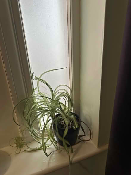 Photo of free Window film off cut, 30x30cm (Cowley OX4) #4