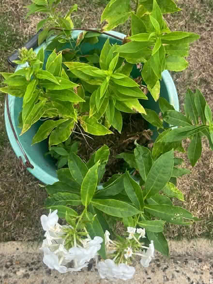 Photo of free Phlox (Waterlooville PO7) #2