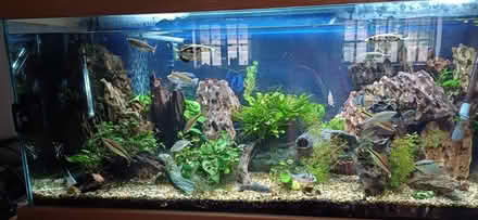 Photo of free Aquarium on base (Wellington somerset) #2