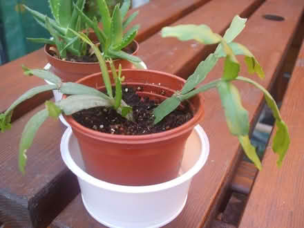 Photo of free Small indoor plants (Stretford M32) #3