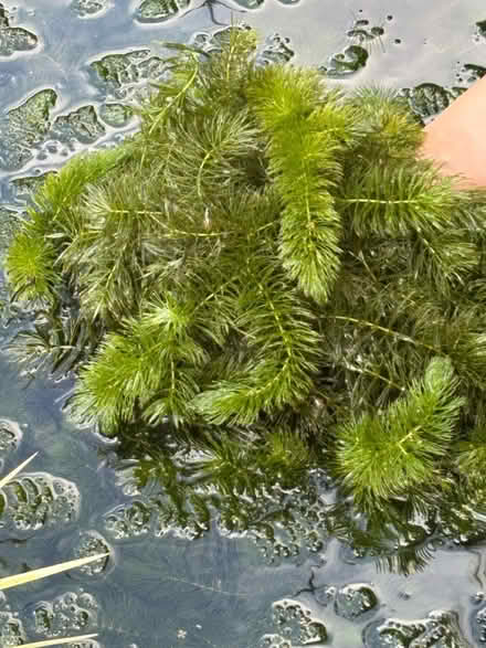 Photo of free Oxygenating pond plants (Longton) #1