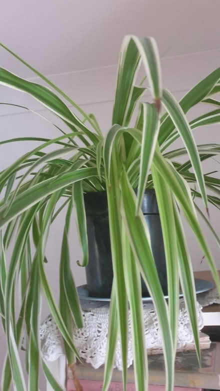 Photo of free Spider plant (TW7) #1