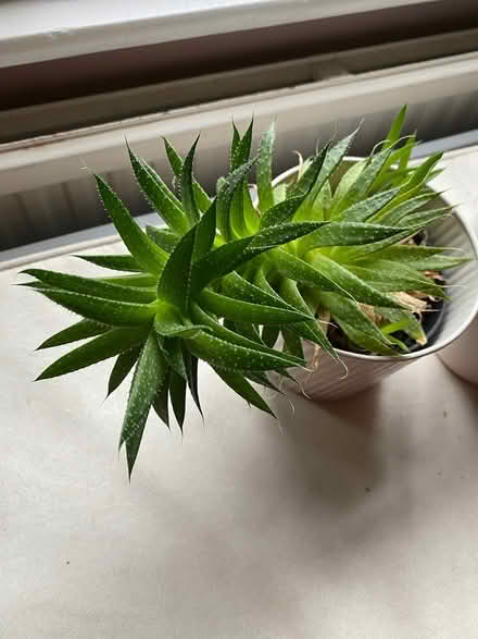 Photo of free Plants (Iffley OX4) #1