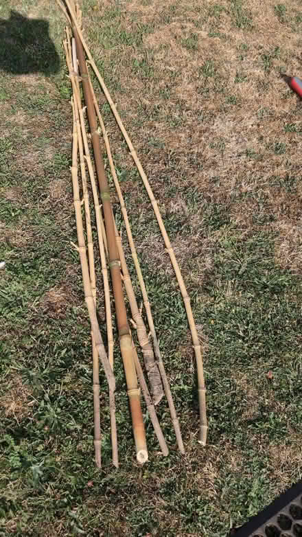 Photo of free Bamboo canes (Calcot RG31) #1