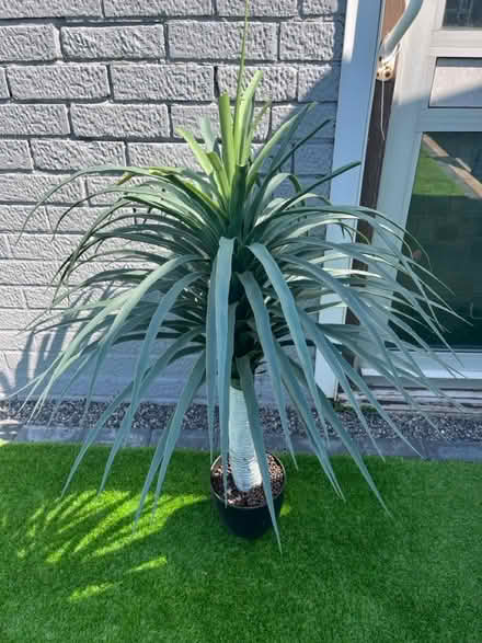 Photo of free Fake plant (Gosport PO12) #1