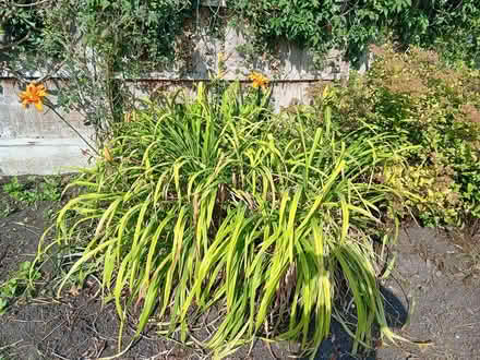 Photo of free Orange Day Lillies (Ticknall DE73) #1