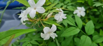 Photo of free Jasmine cuttings (hanwell W7) #2