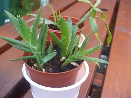 Photo of free Small indoor plants (Stretford M32) #2