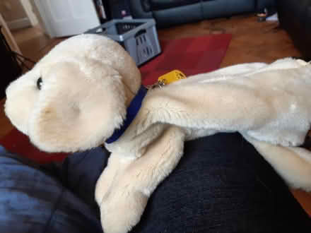 Photo of free Andrex puppy bag (Clapham MK41) #1