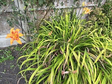 Photo of free Orange Day Lillies (Ticknall DE73) #2