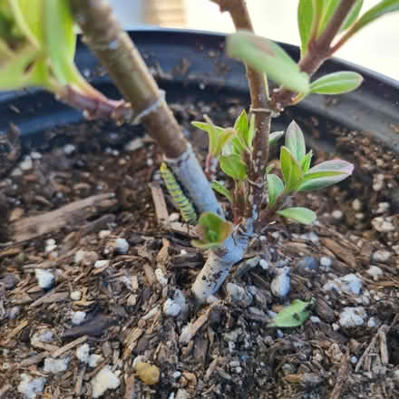 Photo of free Monarch Catepillars (Torrance 90505) #4