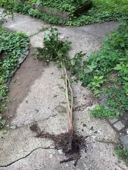 Photo of free Young lilac plant (Elkins Park Train Station) #1