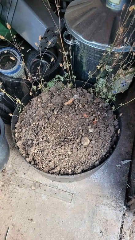 Photo of free Garden bulbs - mostly spring flowering (Turves Green B31) #1