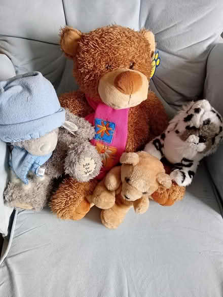 Photo of free Teddies (Knowsley) #1