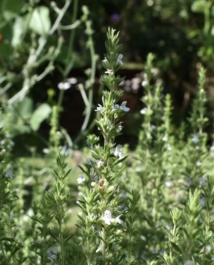 Photo of free Summer savoury (herb plants) (Hatfield AL10) #2