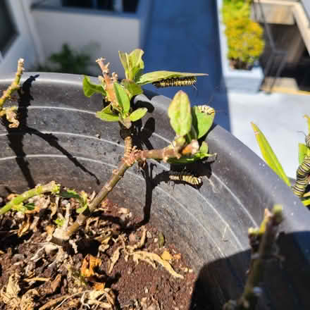 Photo of free Monarch Catepillars (Torrance 90505) #2