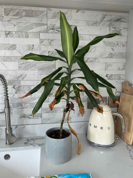 Photo of free House plant (Orton Waterville) #1
