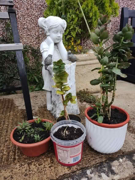 Photo of free Indoor Plants (Stonehouse) #1