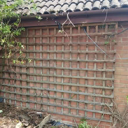 Photo of free Used garden trellis (Spixworth NR10) #1