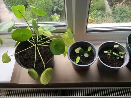 Photo of free Houseplants (New Hinksey OX1) #2