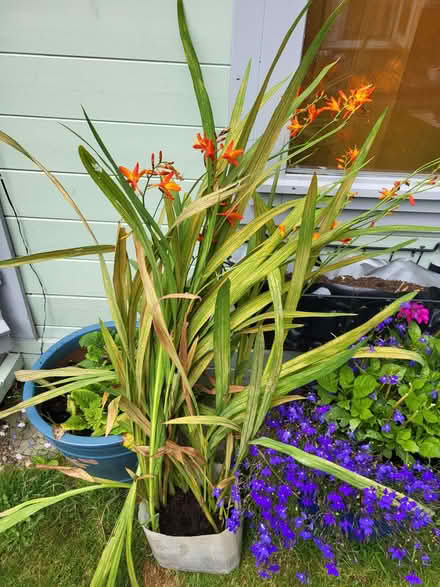 Photo of free Monbretia (Upton CH2) #1