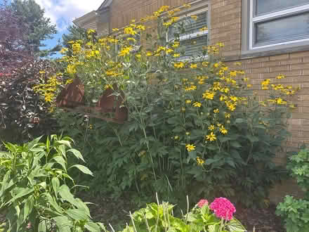 Photo of free Giant rudbeckias (Allen park) #1